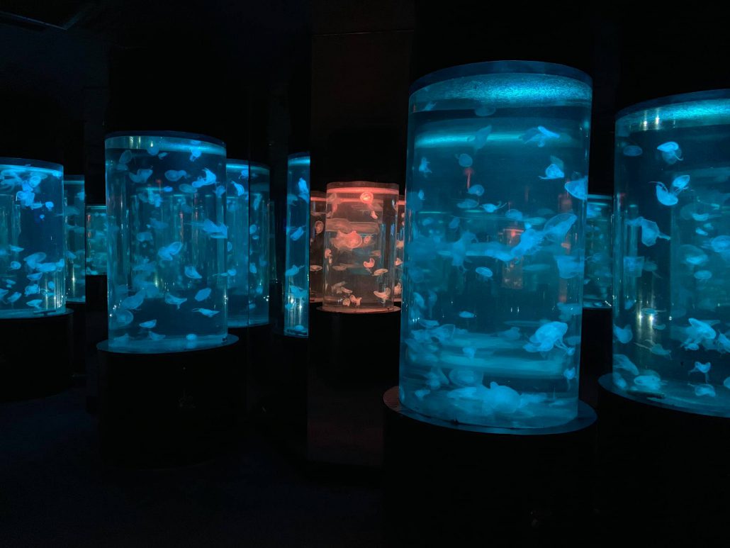 ตู้แมงกระพรุนเรืองแสง Underwater World Pattaya