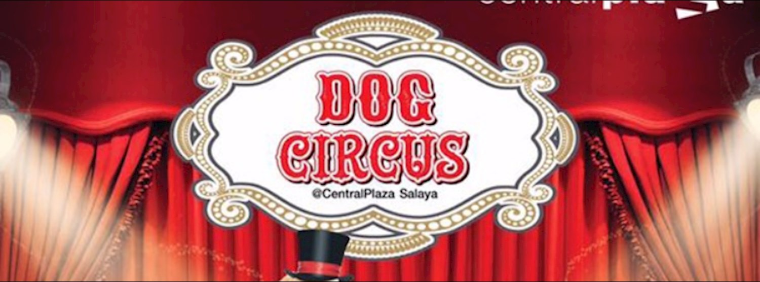 Dog Circus Zipevent Inspiration Everywhere