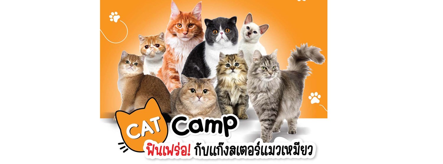 Cat Camp Zipevent Inspiration Everywhere